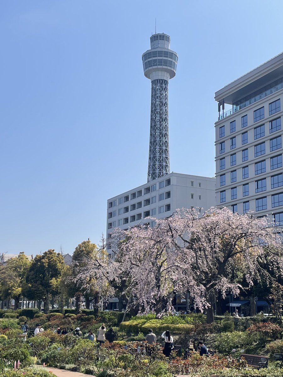 KSTATION2023's tweet photo. 横浜はどのスポットも花壇が綺麗です❣️
お花見ランはKｰSTATIONから🏃‍♀️🏃いかがですか〜🌸���

#JR関内駅南口徒歩2分 #駅チカ #横浜ランニングステーション #みなとみらいラン #山下公園 #横浜公園 https://t.co/35ScJHRfNA
