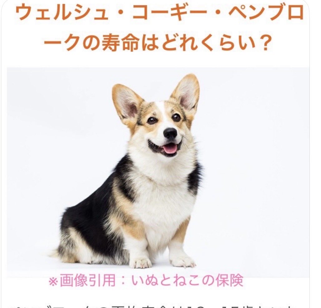 ✿ も か ✿ /コーギー🍞🐾 tweet media