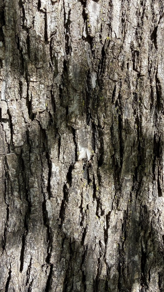 wapple15's tweet photo. #TreeBarkTuesday #TextureTuesday https://t.co/8hqMgImegV