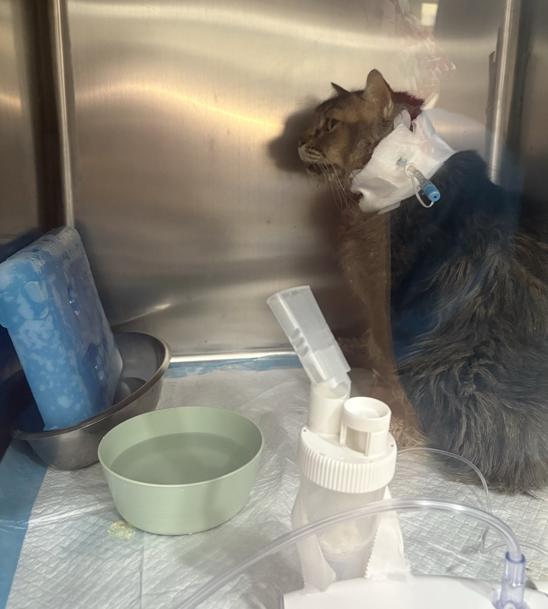 min min 🐱 tweet media