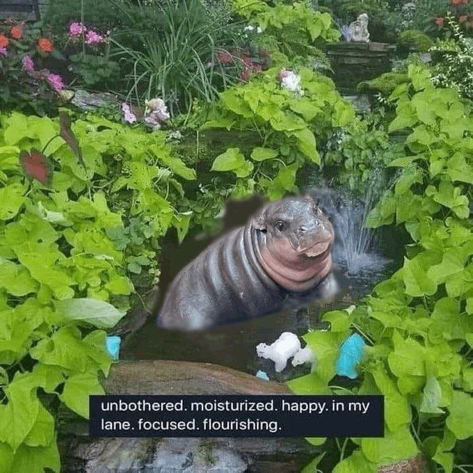 Moo Deng Community tweet media