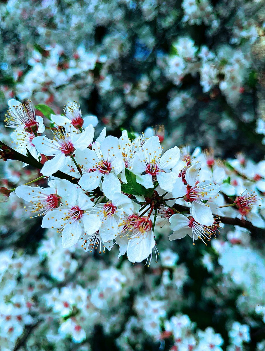 mephisto2102 tweet media