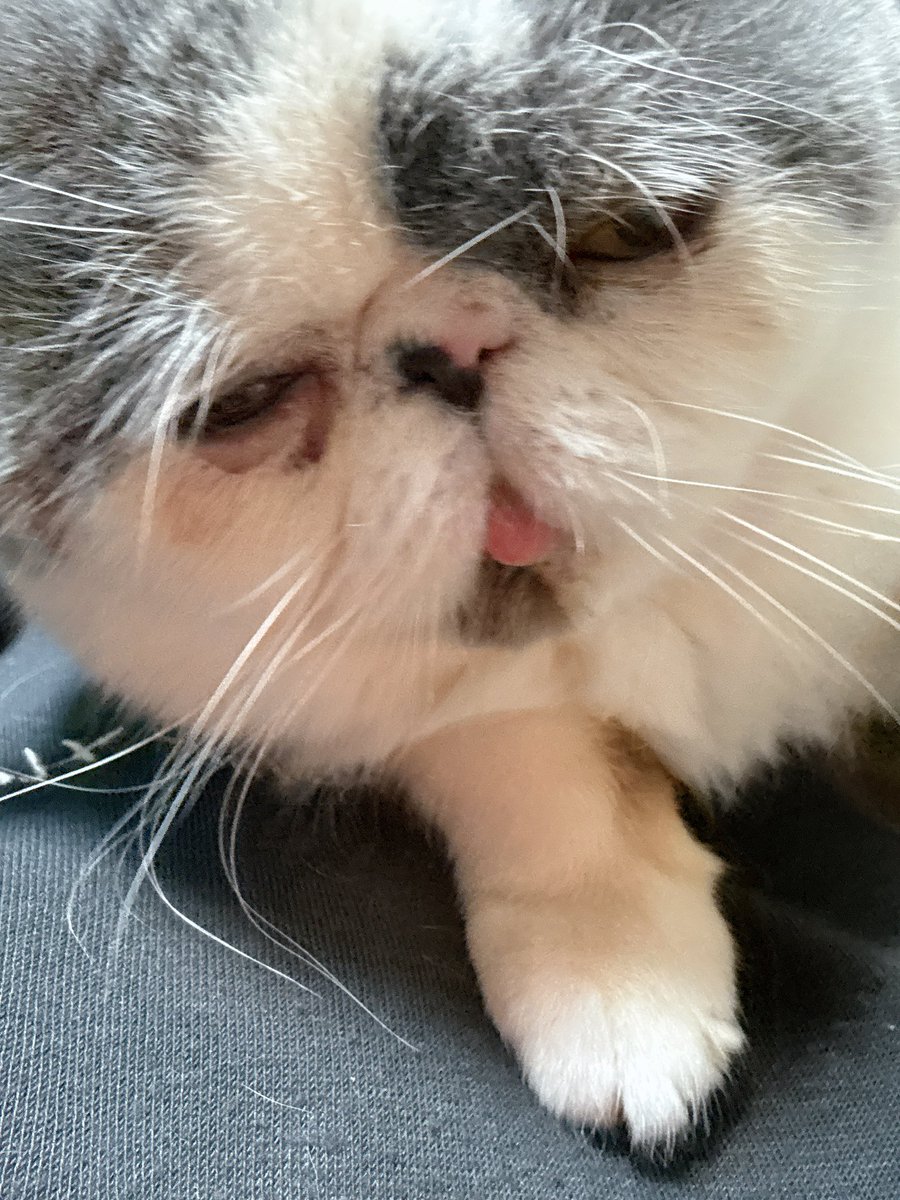 ぬこにゃん tweet media