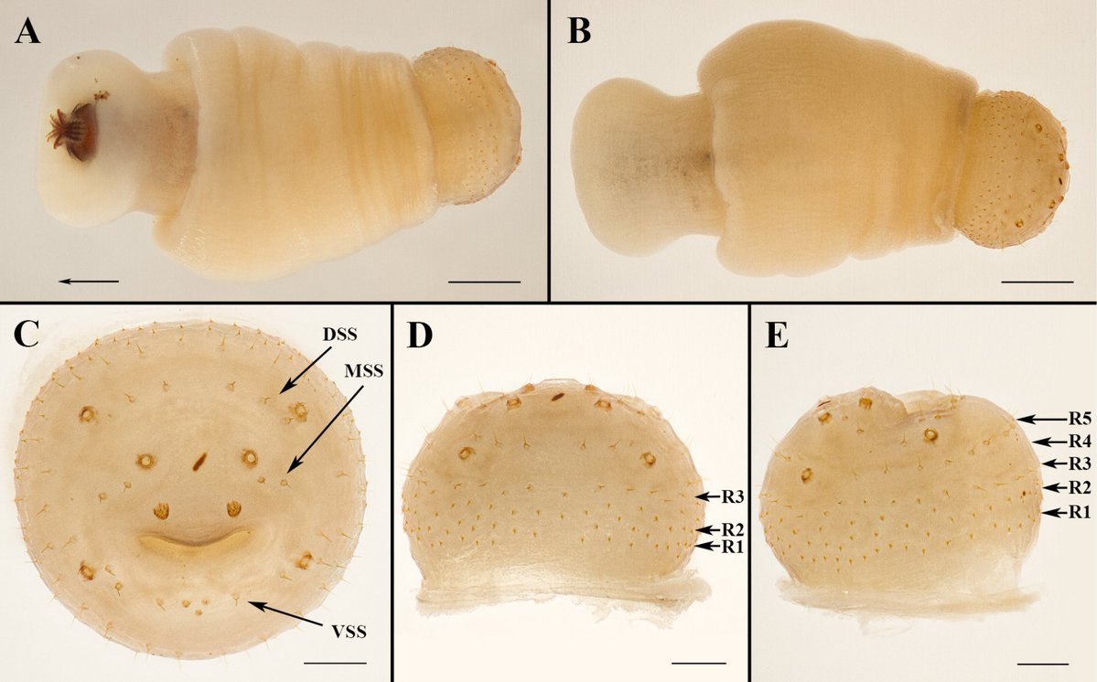 しゅうらく＠現地調査員 tweet media