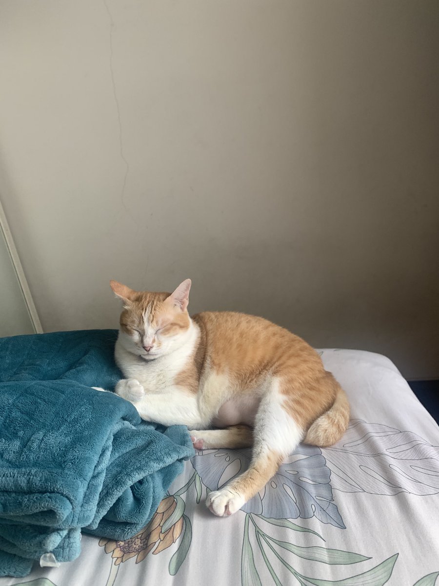 rahil ❀*ੈ‧₊˚⋆｡˚ tweet media