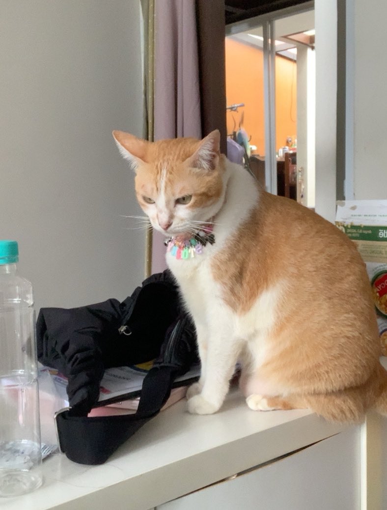 rahil ❀*ੈ‧₊˚⋆｡˚ tweet media