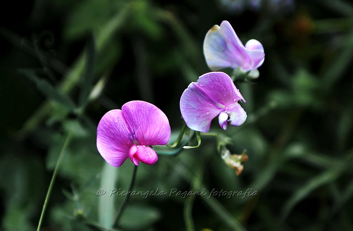 @ferrarisergio4 tweet media