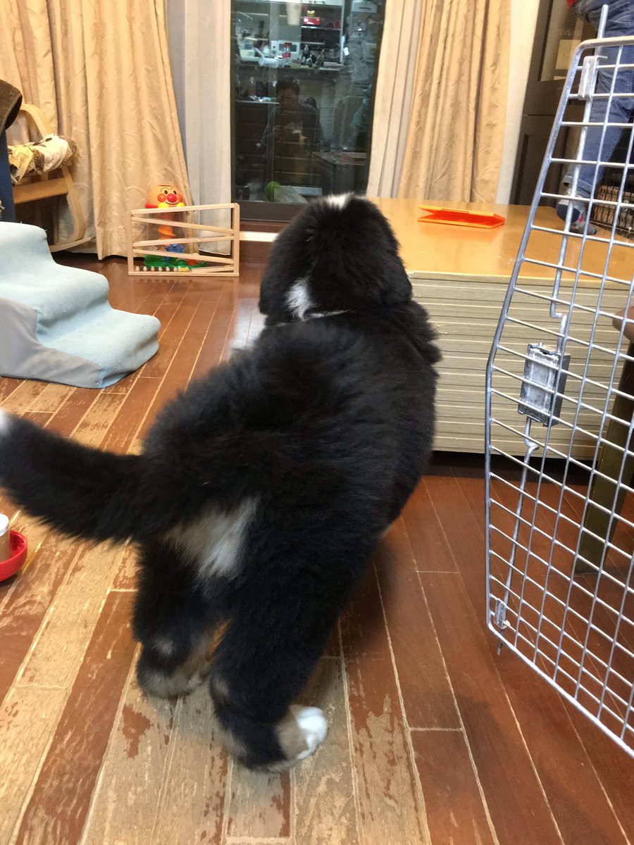 tak(ジーニーパパ) tweet media