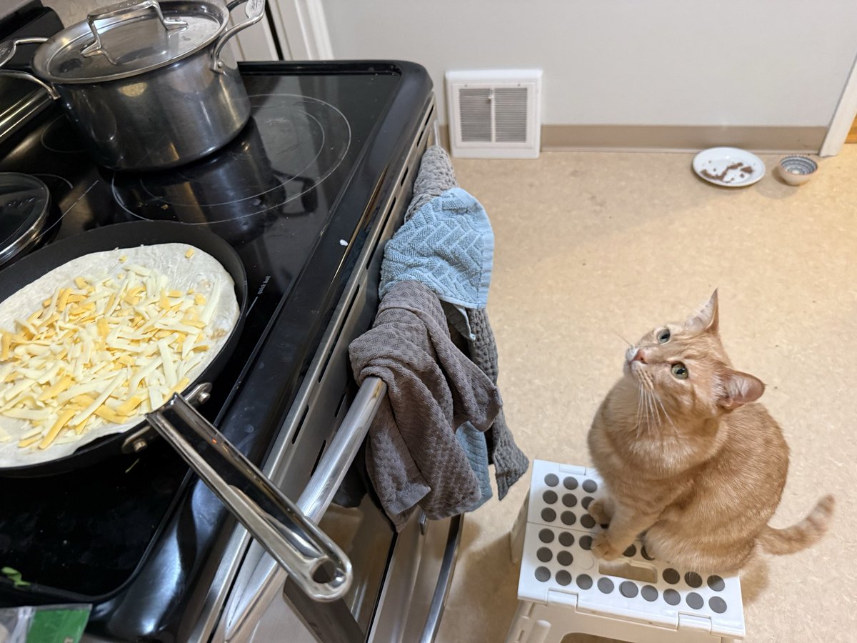 Maia Poet🦎 tweet media