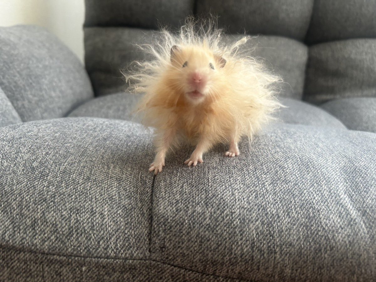 勇者キミマロ tweet media