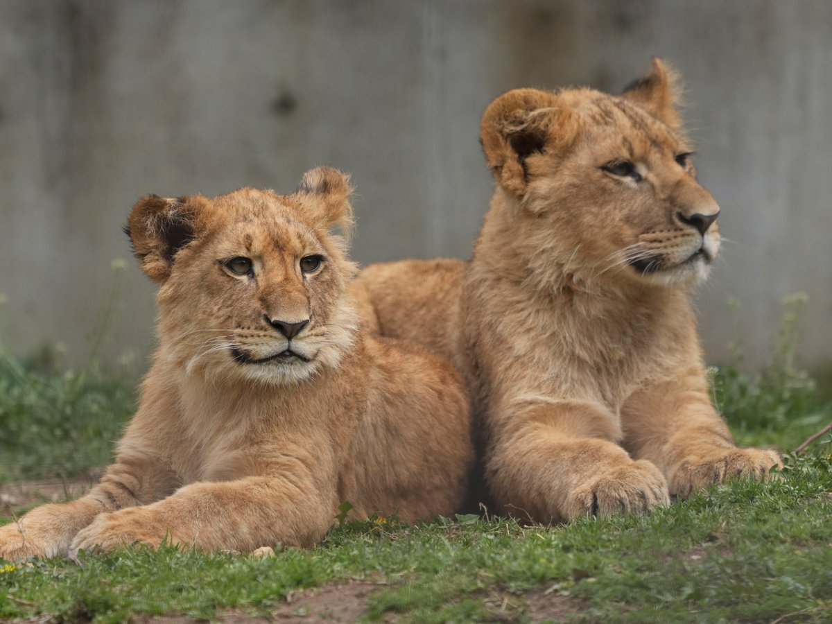 豊川散歩 tweet media