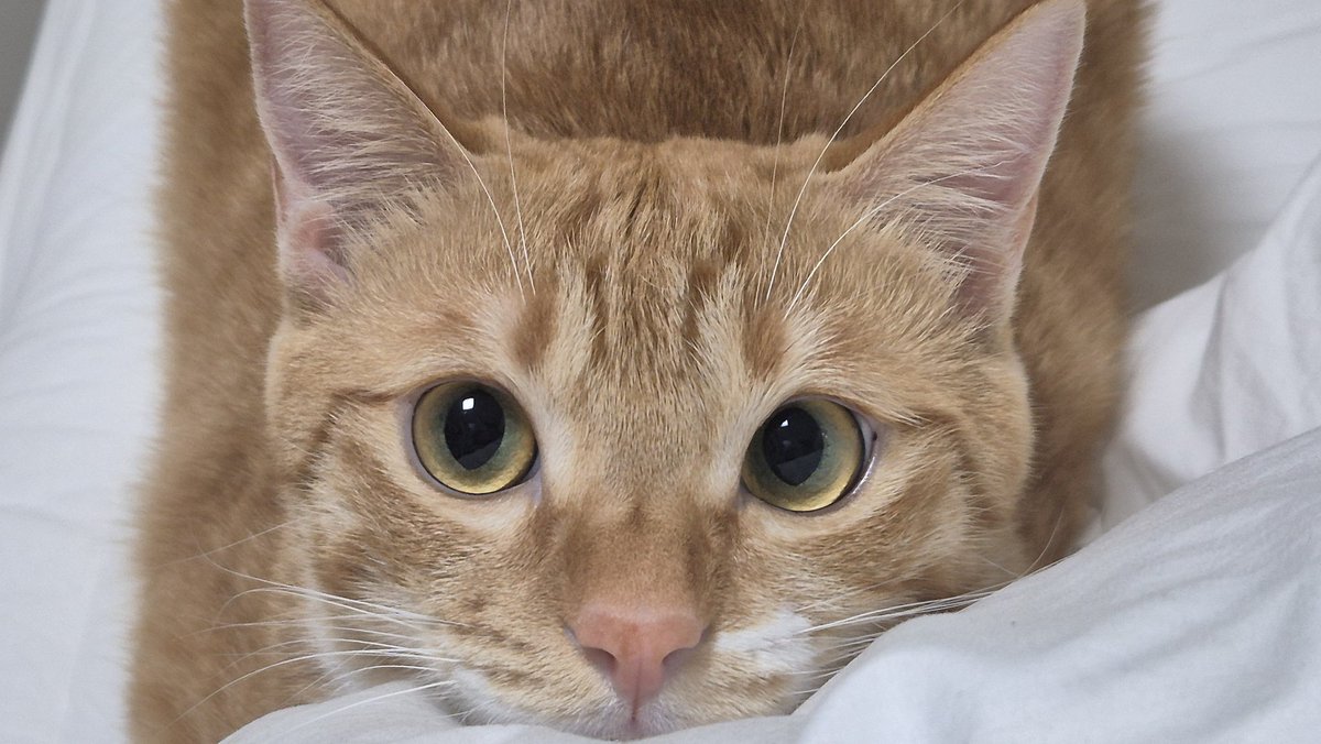 치치코코땡🚂 tweet media