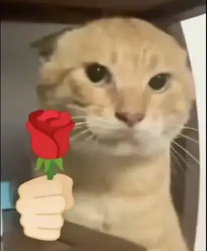 因與果 tweet media