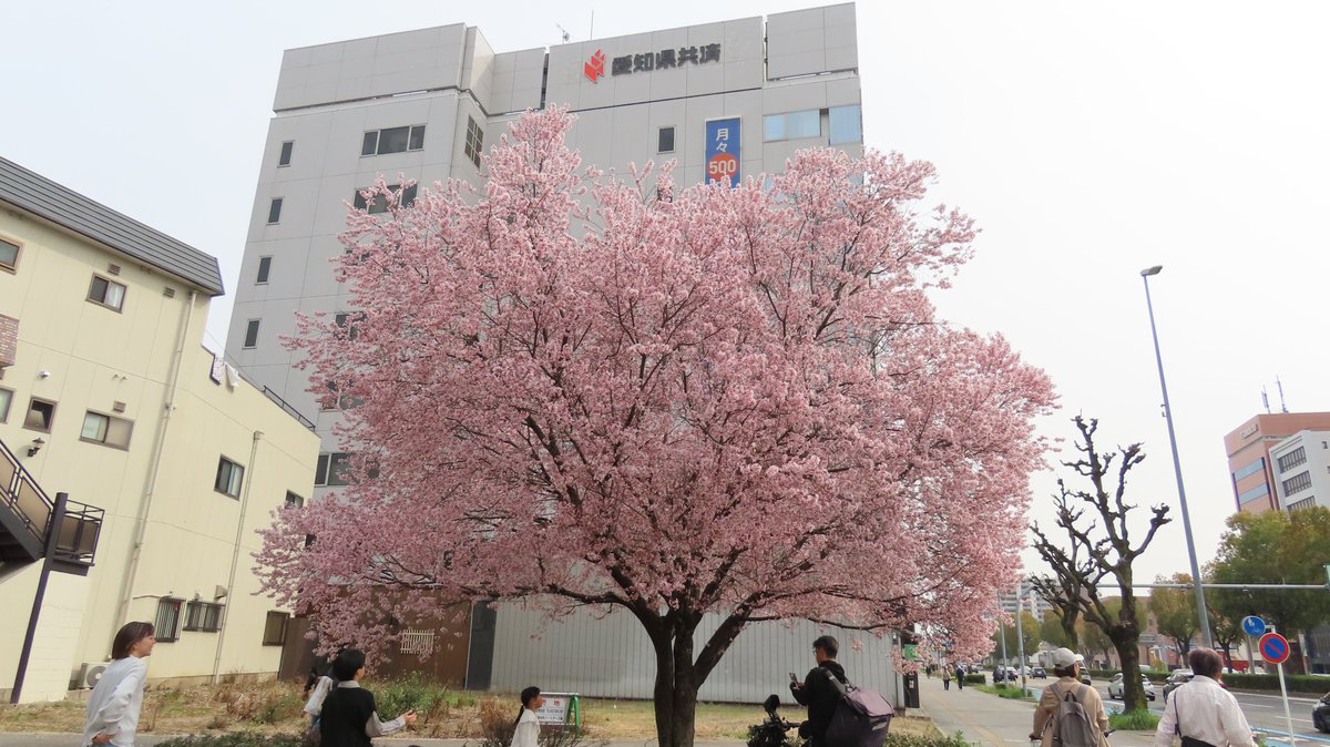 nagara_92's tweet photo. 日曜日の【桜】

ほぼ満開でちょうど見頃でした♪

名古屋市中区橘 https://t.co/Ds4G8MAlK7