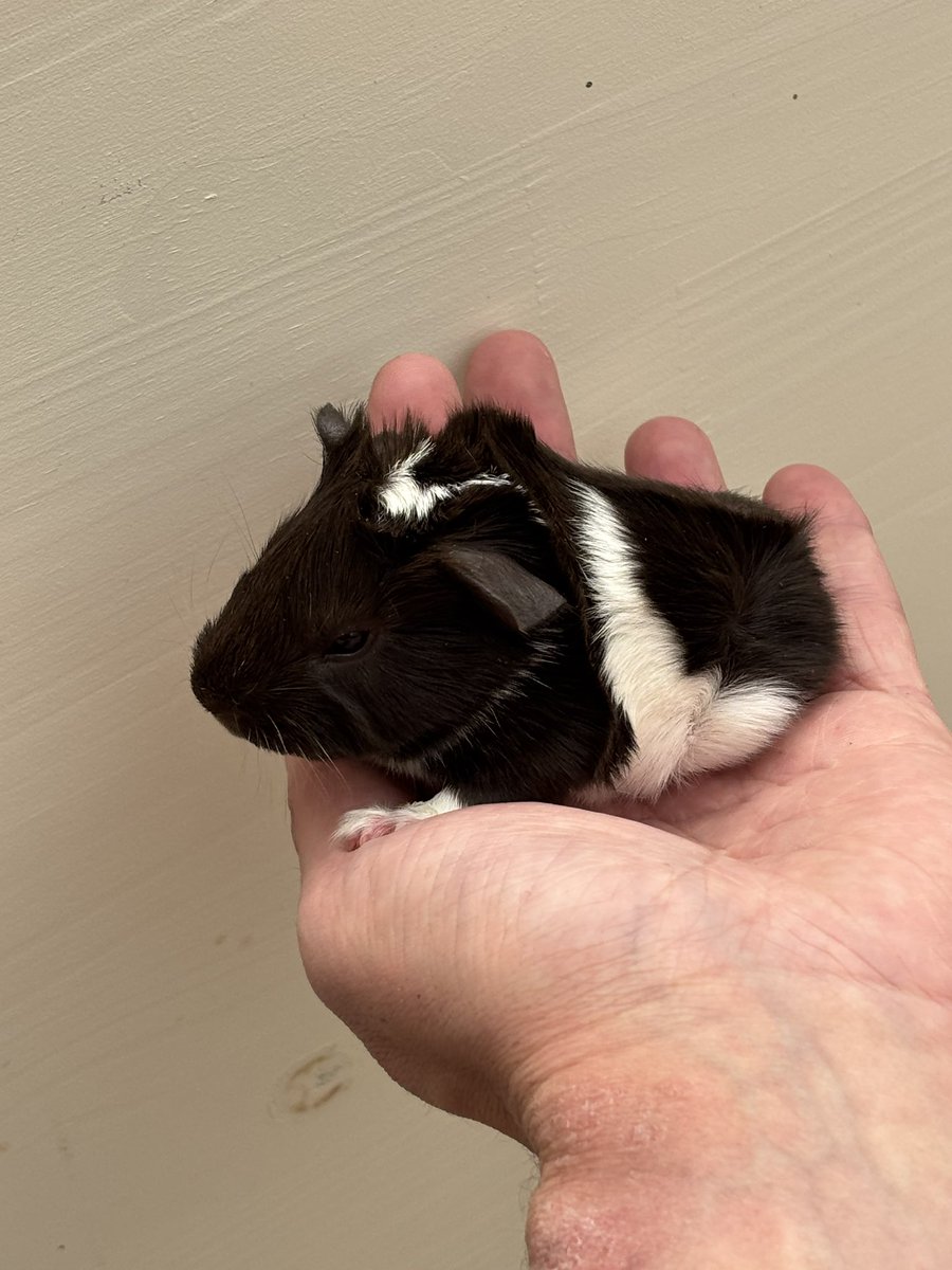 La Maison Des Chons 💪🦀 tweet media