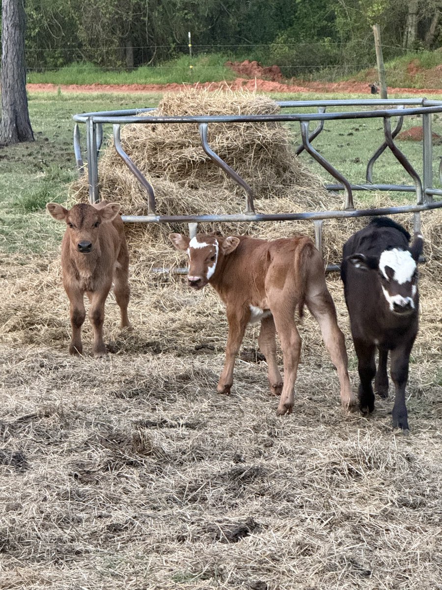 Good morning all from my little farm in Georgia