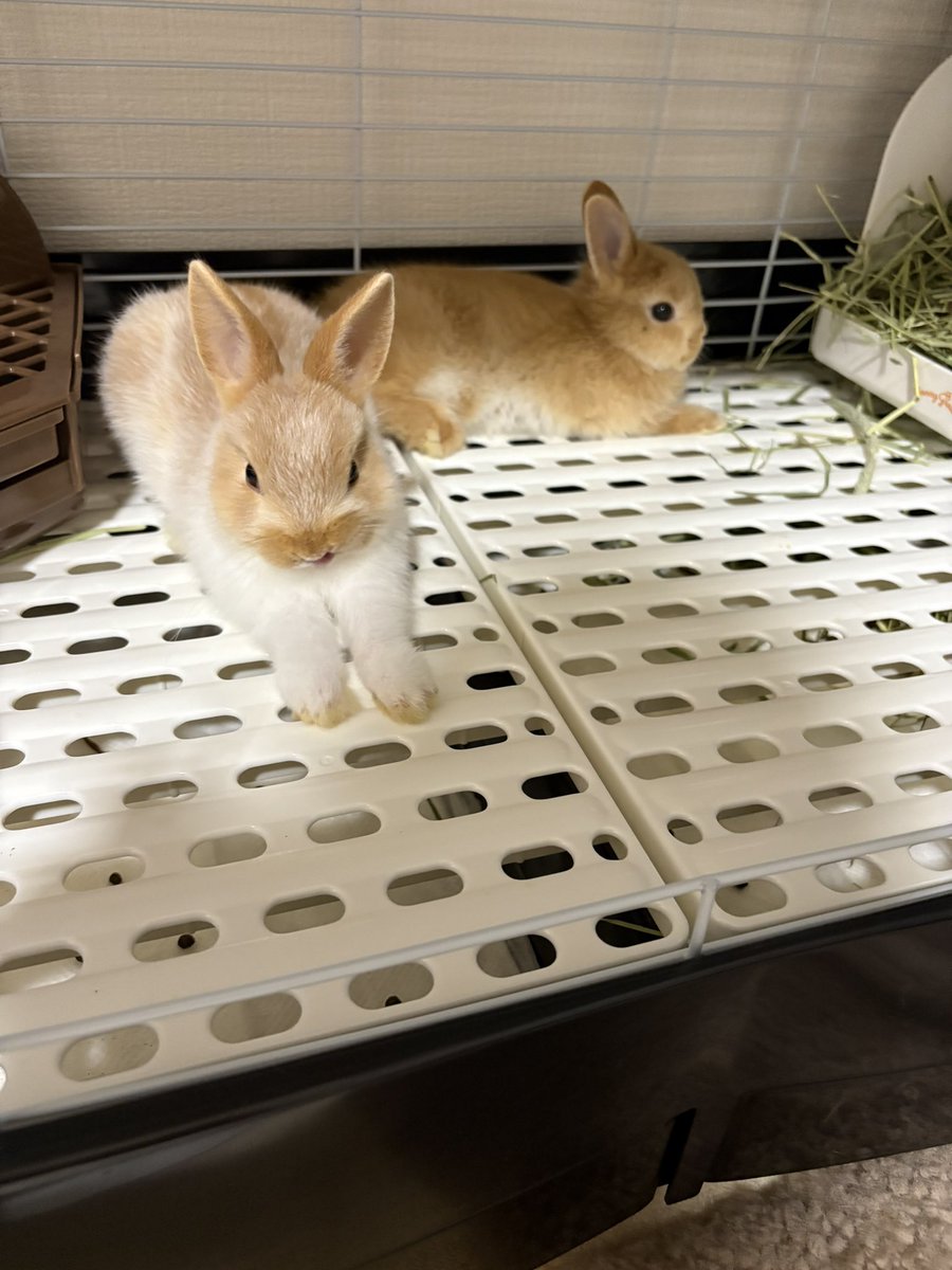 うさぎのモコ♂マロン♂シナモン♂ tweet media