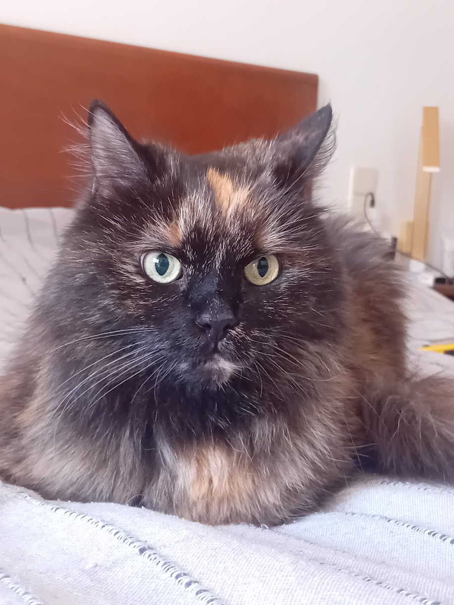 парусная ящерица tweet media