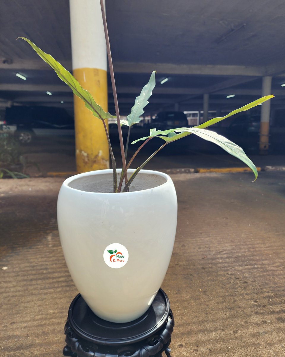 Maua & More tweet media