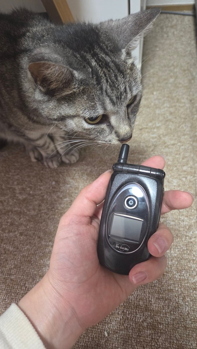 望月ミキ|バイク乗りと女優のハイブリッド・バイク女優 tweet media