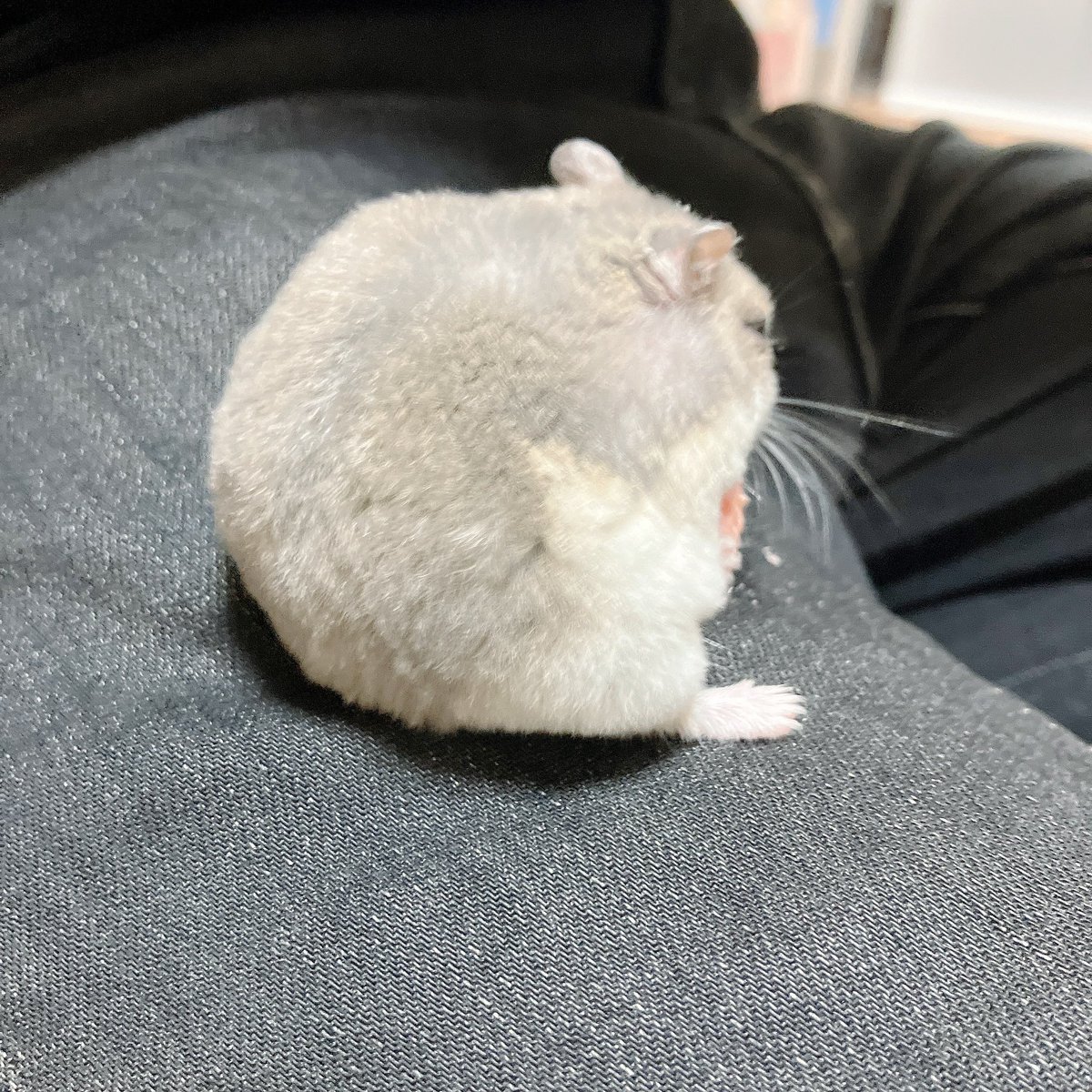 えだまめ tweet media