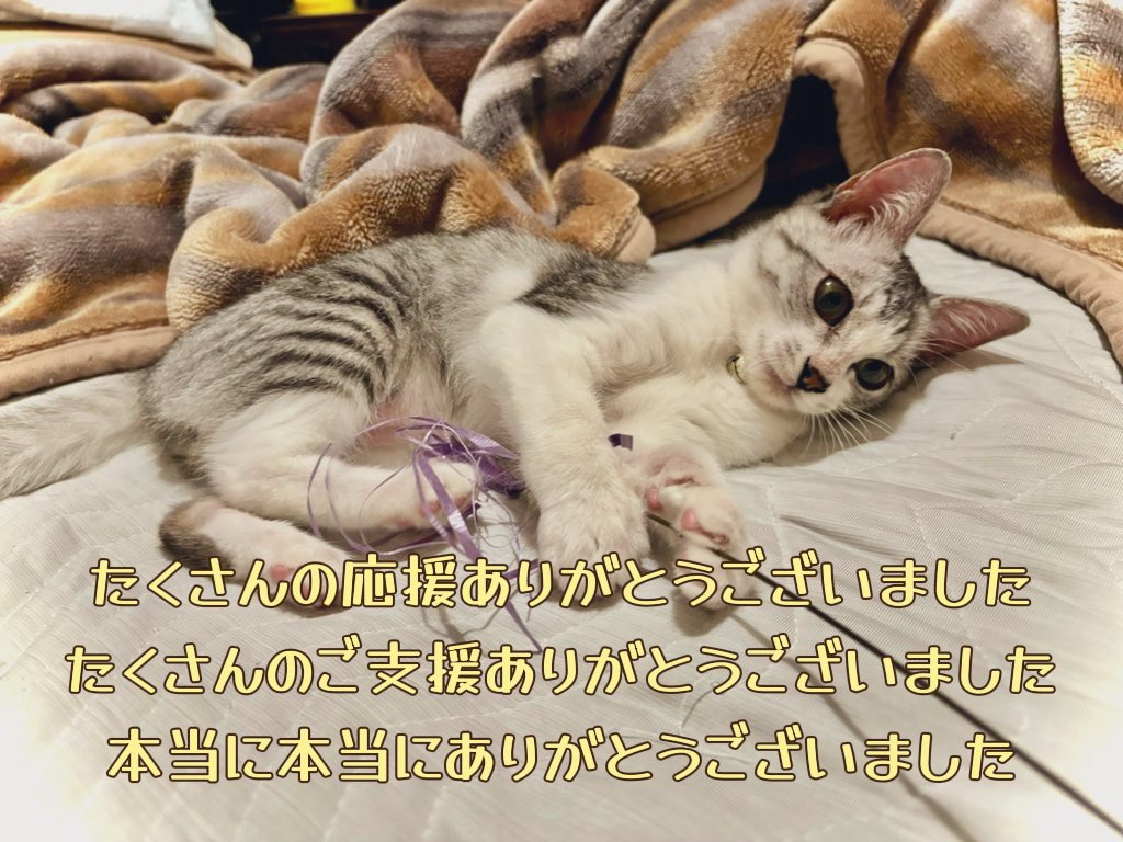 赤綿@4月17日〜展示参加(at猫の額) tweet media