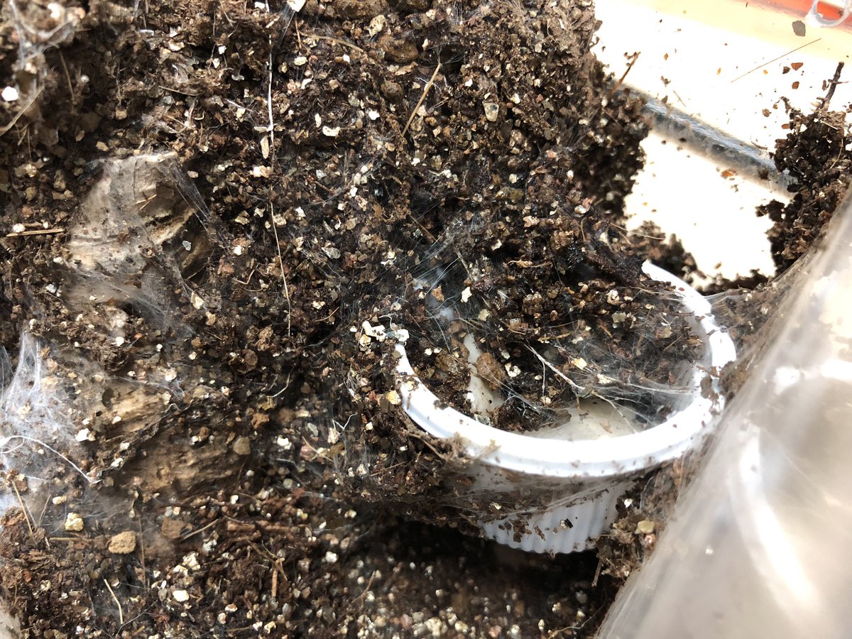 巳むら tweet media