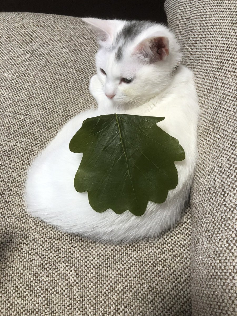 アクト tweet media