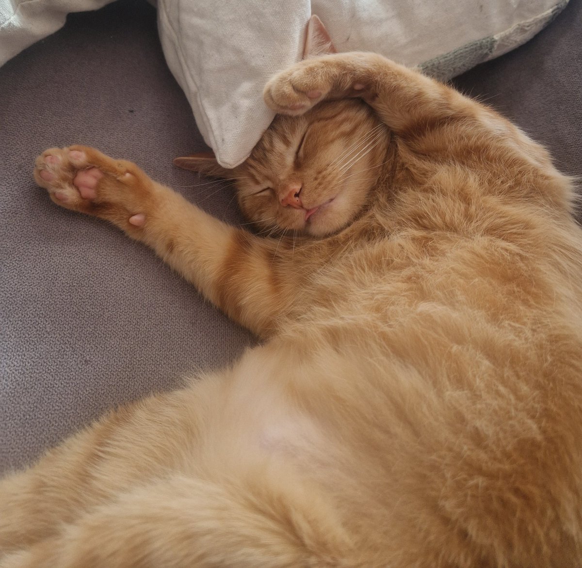 Manuel Bernal tweet media