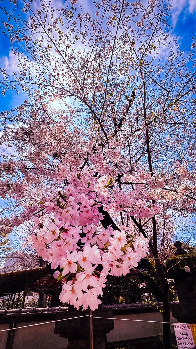 Tsukki || COMMISSIONS OPEN tweet media