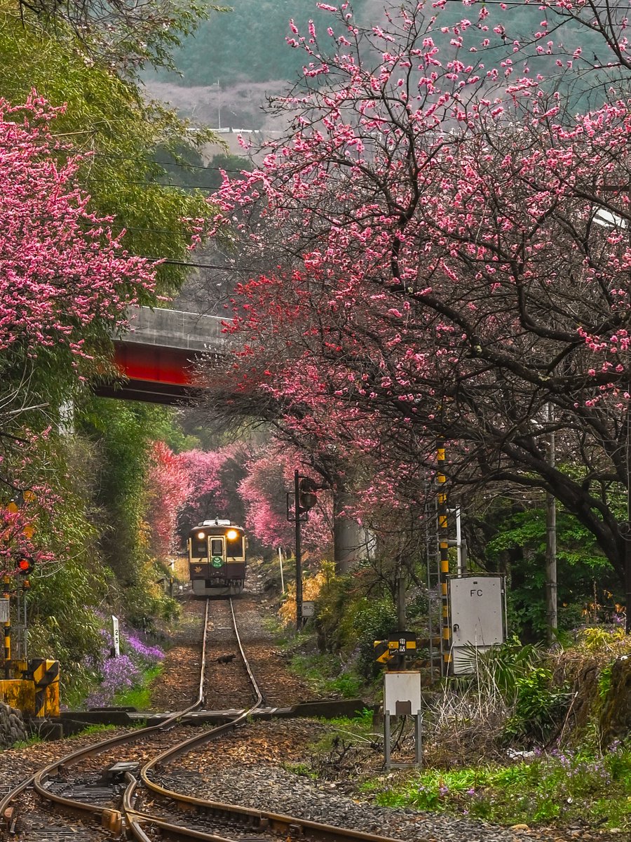 ロボはむ🐹📸 tweet media