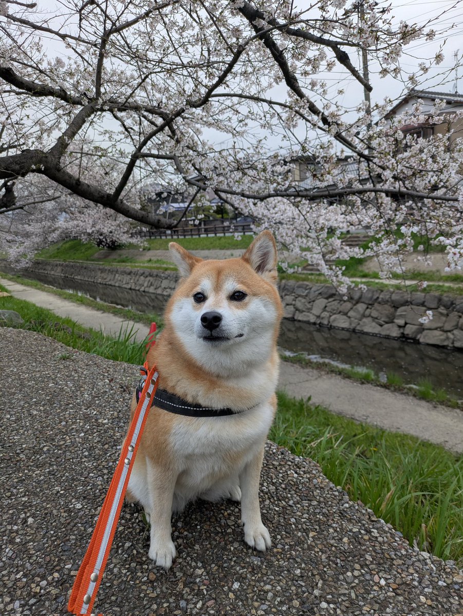 柴犬未来 tweet media