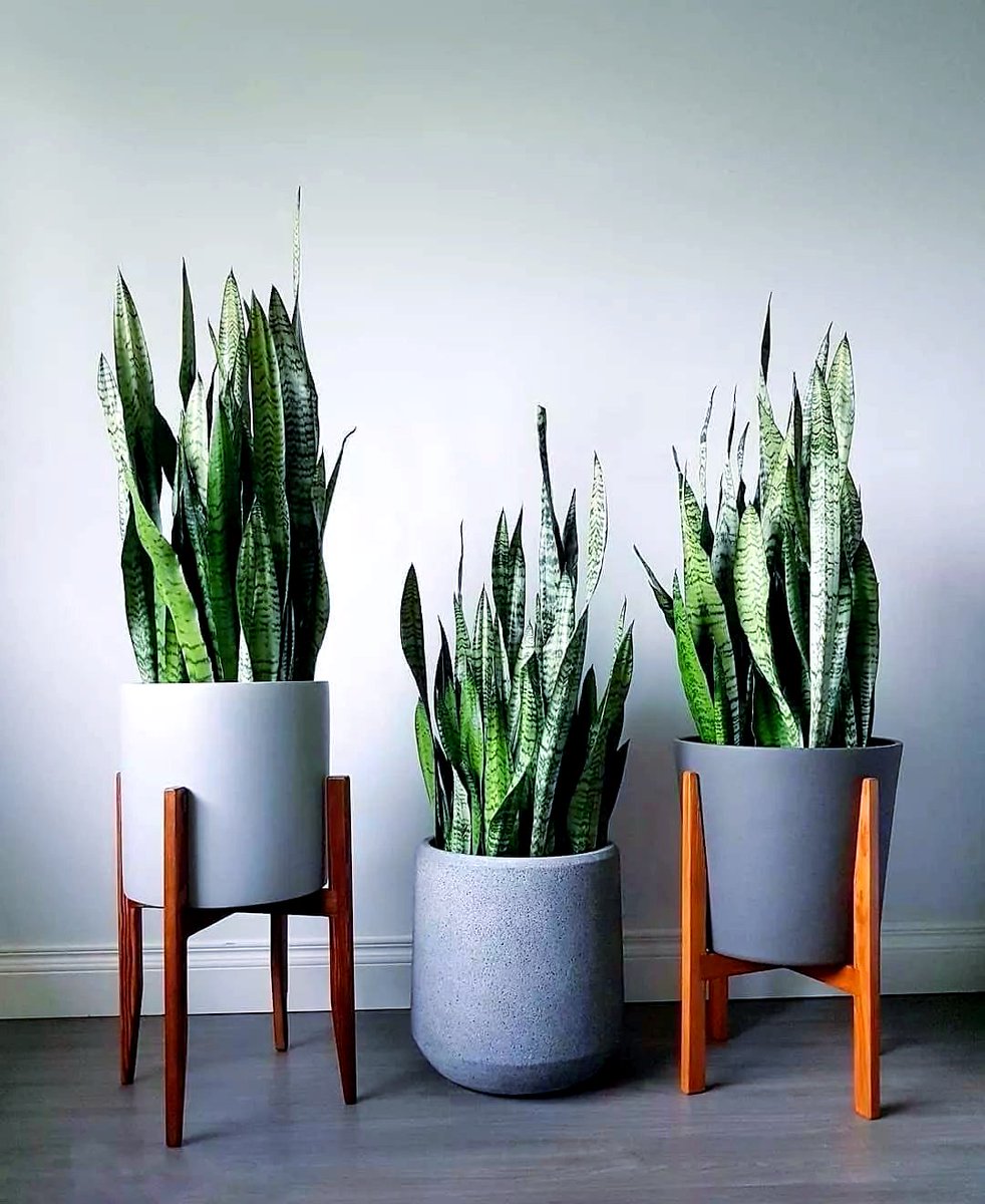 ALERT REY tweet media