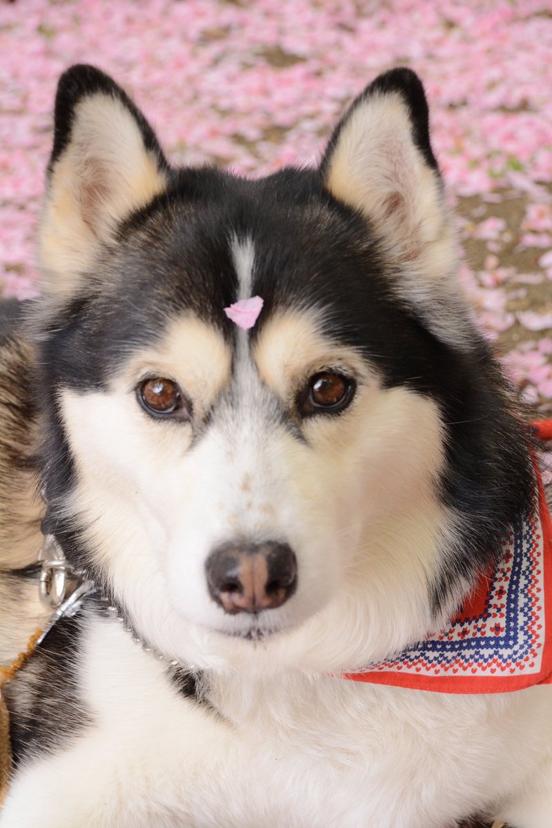 ねるくる tweet media