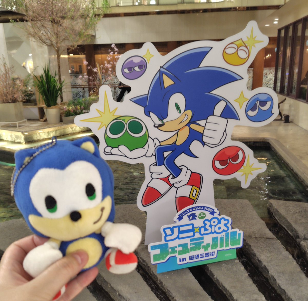 §サクヤ§ tweet media