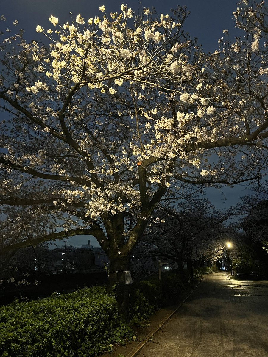 ようちゃん’s Room tweet media