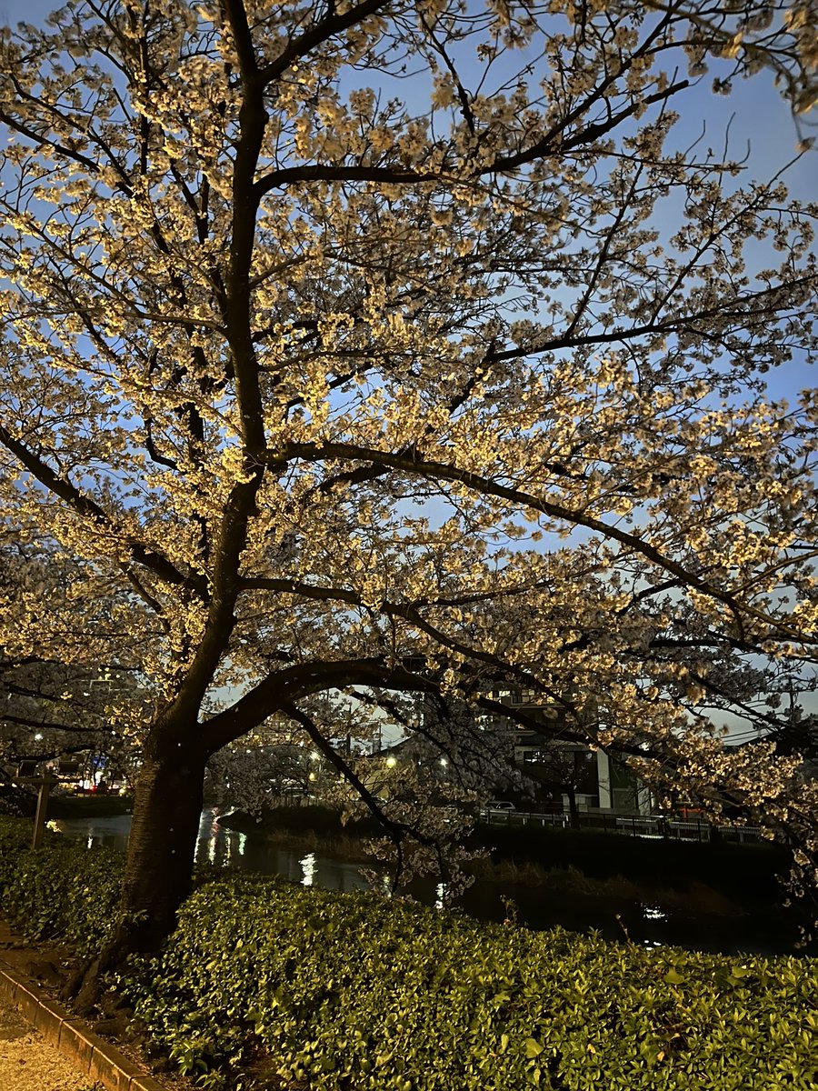 ようちゃん’s Room tweet media