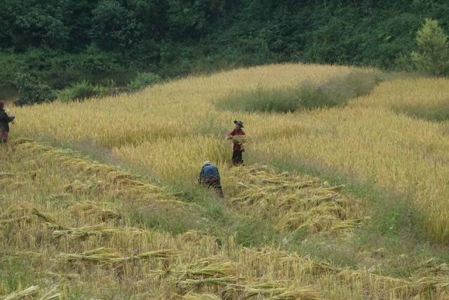 จุ้งเทมปุระเหนื่อยๆ tweet media