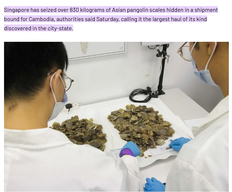 Pangolins are the most trafficked mammal in the world, accounting for over 20% of all illegal wildlife trade. These 830 kg of scales represent at least 2,200 pangolins killed in SE Asia.

Pangolins are boiled alive to remove their scales, dried, roasted, and sold, falsely claimed