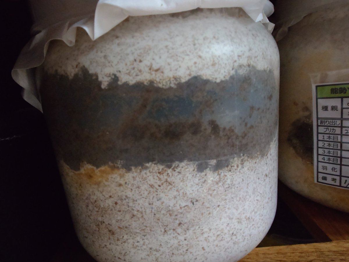 world ace3 tweet media