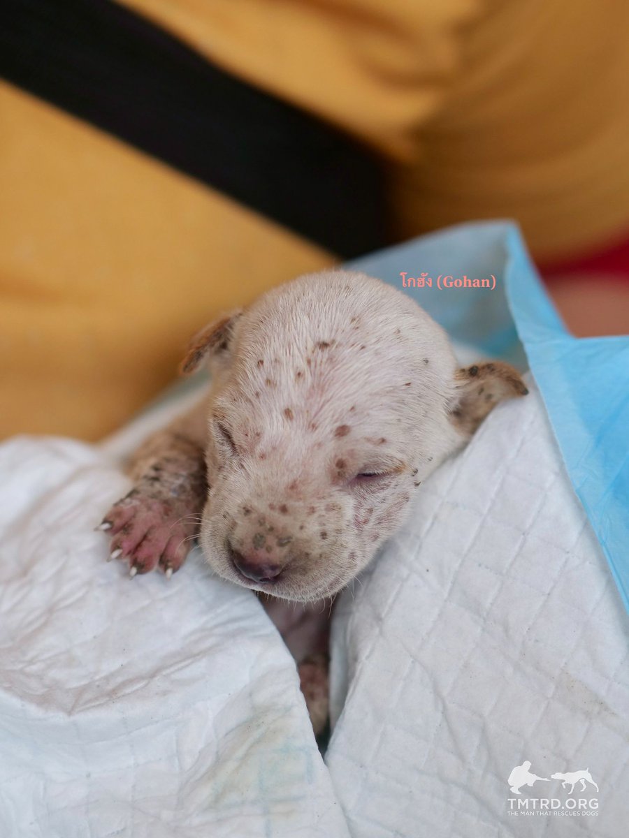 TMTRD - The Man That Rescues Dogs Foundation tweet media