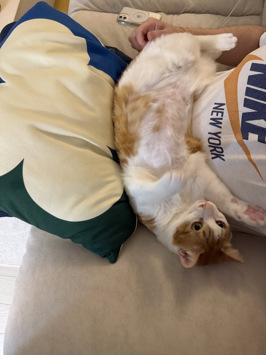 우리집 고양이 빵식이 tweet media