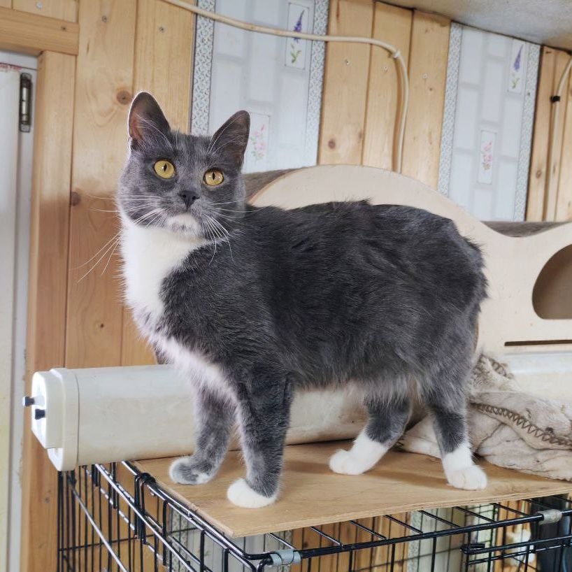 Доброхвост - благотворительный проект tweet media