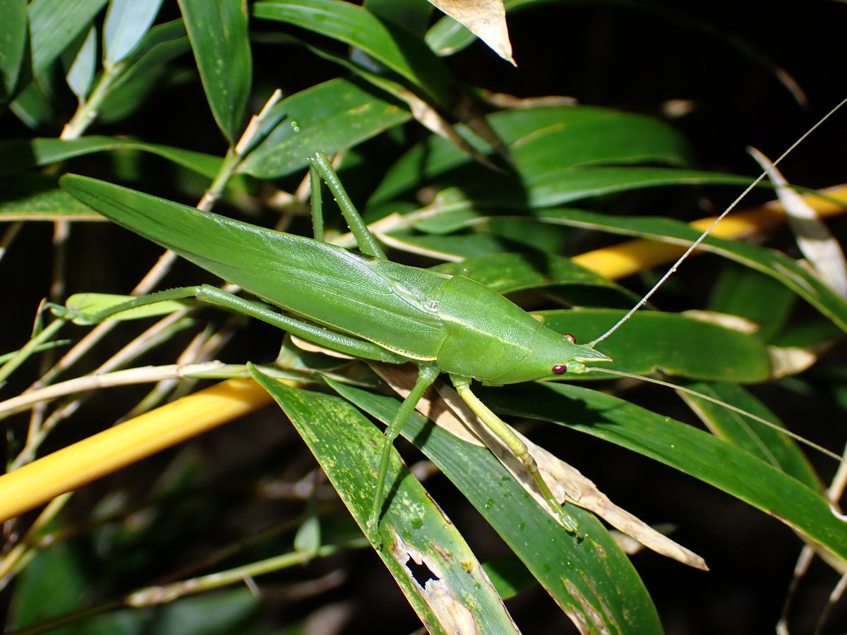 ヒデ@バッタラボ tweet media