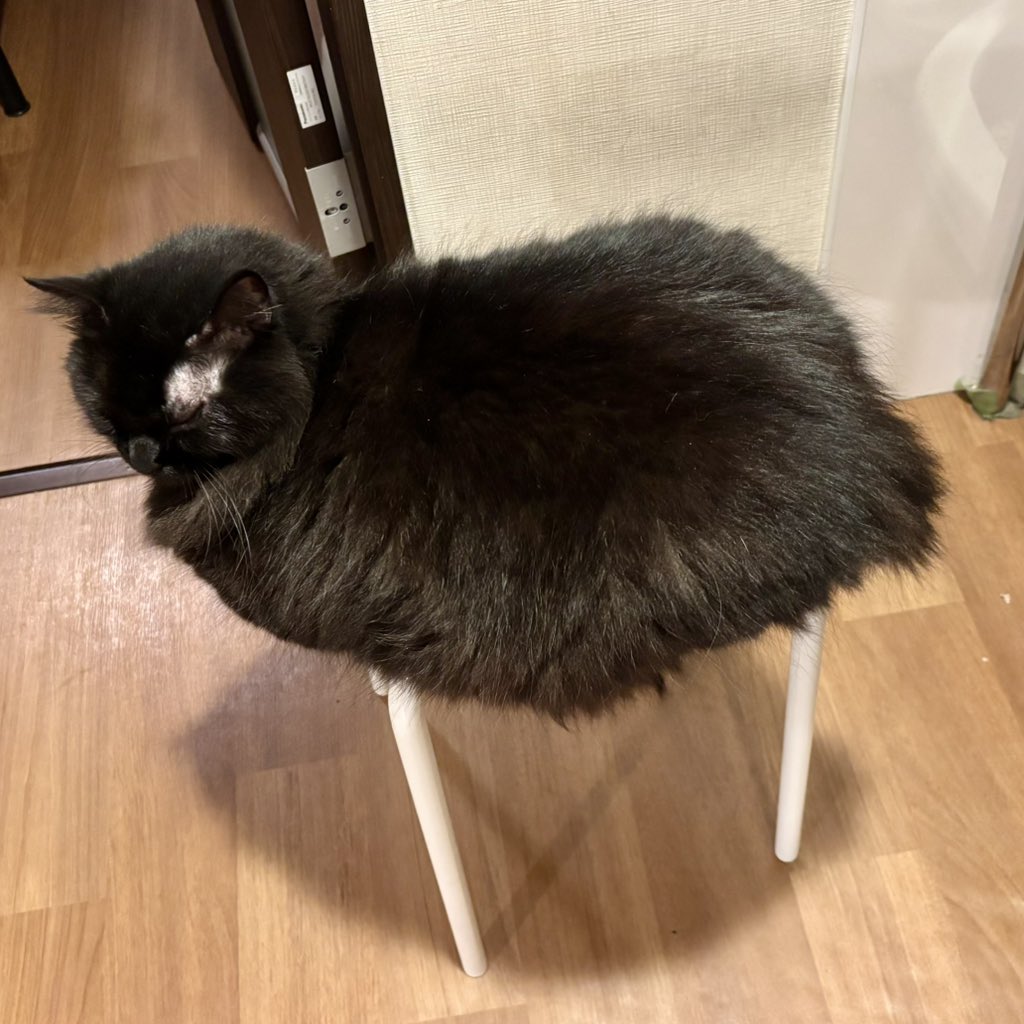 いつでもどこでも猫まみれ🐱 tweet media