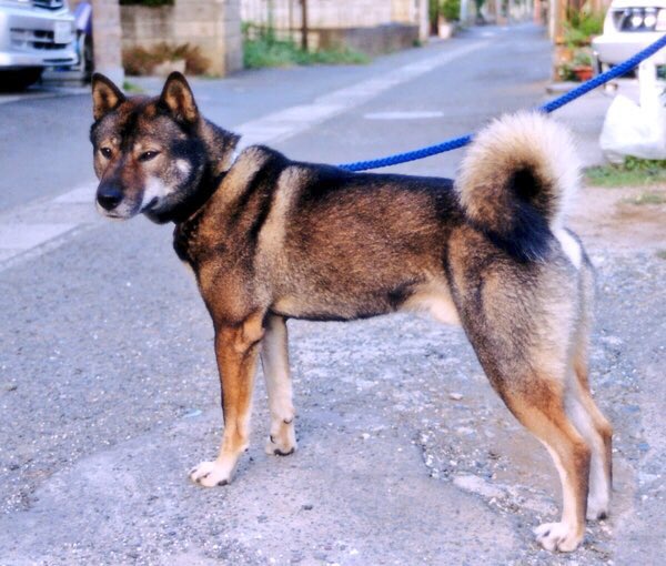 天弓号（イケメンすぎる四国犬） tweet media