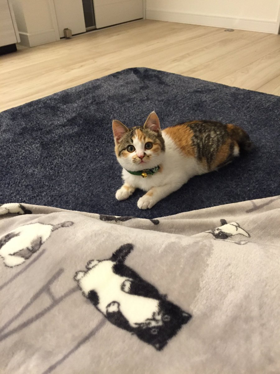 コムギと卍丸(まんじまる)とのりまきとおむすびとおはぎ tweet media