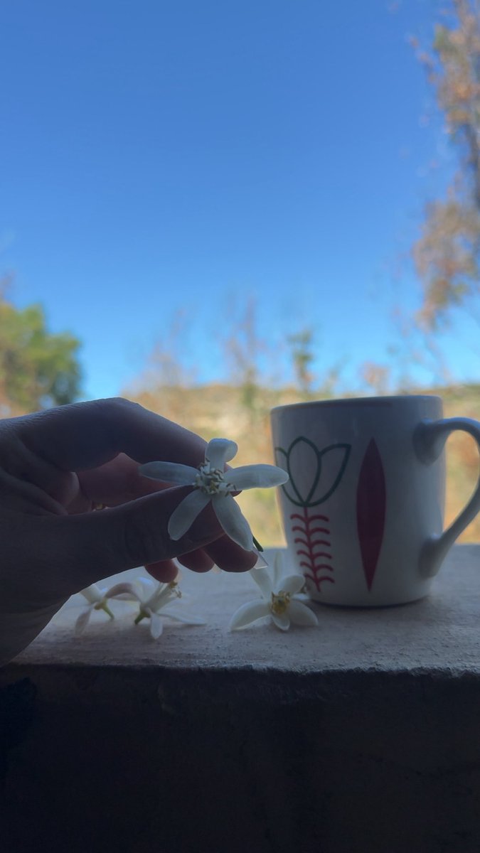 د 🪽🩵 tweet media