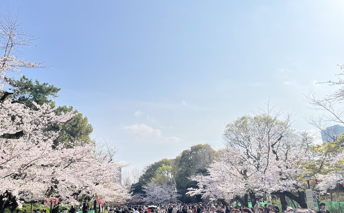 KamuiKomano's tweet photo. 🌸満開🌸 https://t.co/mI0PbYBbca