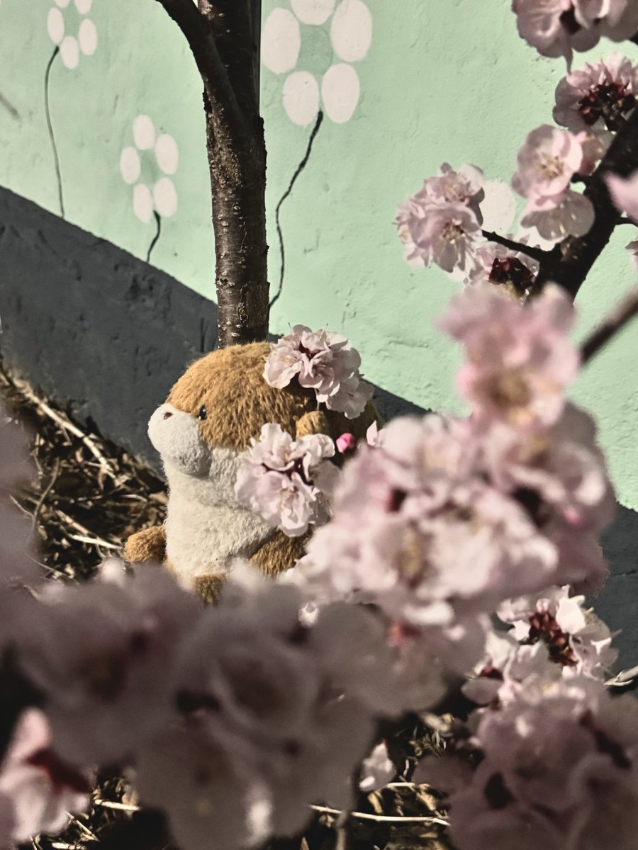 sua_nard's tweet photo. 봄밤의 친구들 https://t.co/1MKEuw0aV7